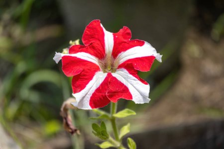 Closeup of a Petunia flower blooming in the garden on a sunny day with a blurred background. Petunias are flowers that come in many colors, including white, red, pink, violet, and mixed colors.