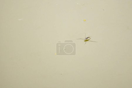 Common water strider floating on the pond. Its scientific name is Aquarius remigis, which is a species of aquatic bug. 
