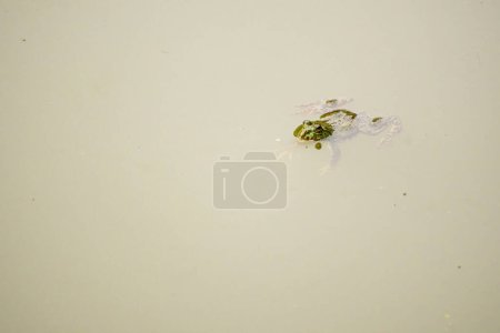 A small aquatic animal frog in pond water. 