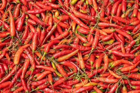 Frische rote Chilischoten Hintergrund. Trockene rote Chilischoten sind ein Gewürz, das den Lebensmitteln Farbe und Wärme verleiht.