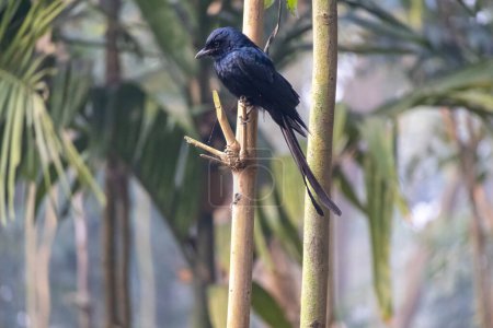 A black drongo is sitting on a dry bamboo pole and waiting for prey. This bird's scientific name is Dicrurus macrocercus. It is locally known as Finge Pakhi in Bangladesh.