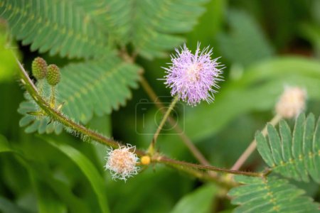 Beautiful Shameplant (Mimosa pudica) flower and buds with green leaves background. It is also called sensitive plant, sleepy plant, action plant, humble plant, touch-me-not, or touch-and-die.