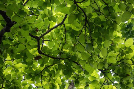Sal árbol (Shorea robusta) hojas de fondo. También se le conoce como sakhua, shala o sarai. Fondo de hojas de árbol natural.