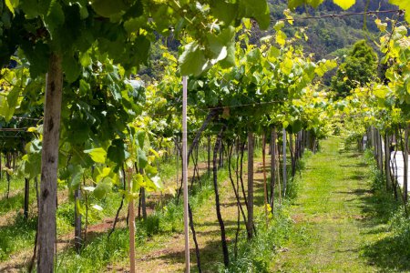 Culture du raisin pour la production de vin.