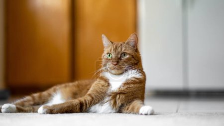Foto de Orange tabby cat laying on the kitchen floor waiting for his food - Imagen libre de derechos