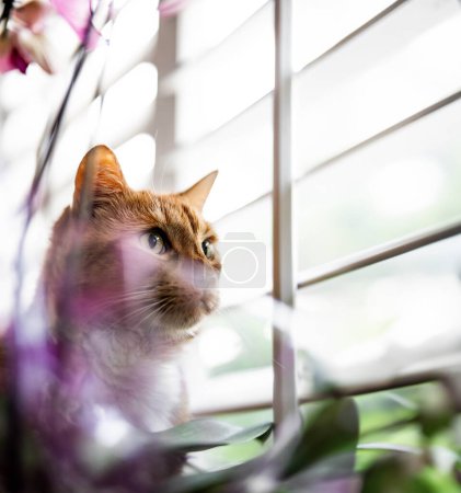 Foto de Orange tabby cat staring out the window snooping on the birds - Imagen libre de derechos