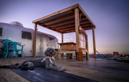 Cute dog enjoying some camping in the desert with an airstream trailer in the background