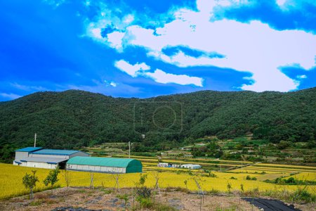 Foto de Una vista del pueblo con campo de arroz amarillo y cielo azul y montaña - Imagen libre de derechos