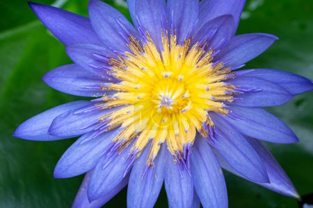 Macro view of Purple color water lily with Yellow color in the middle