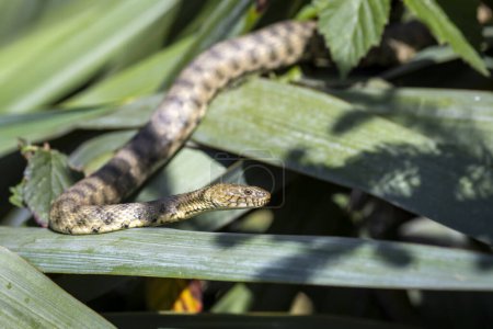 ThThe dice snake (Natrix tessellata) is a Eurasian nonvenomous snake belonging to the family Colubridaee dice snake 