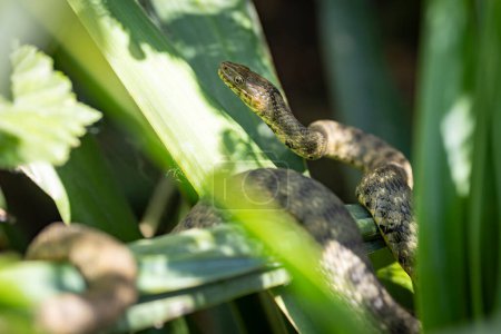ThThe dice snake (Natrix tessellata) is a Eurasian nonvenomous snake belonging to the family Colubridaee dice snake 
