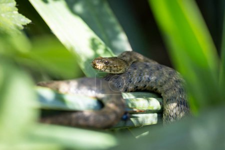 ThThe dice snake (Natrix tessellata) est un serpent eurasien non venimeux appartenant à la famille des Colubridaee dice snake 