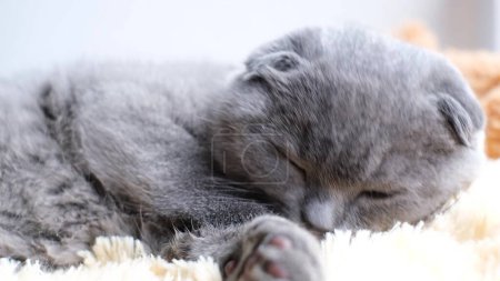 Foto de Un gatito tabby británico de pura raza se relaja y lame su pata mientras está acostado en la cama. Felices mascotas en casa. - Imagen libre de derechos
