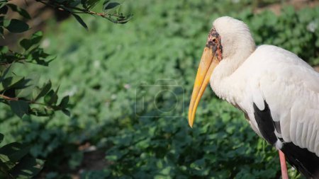 Photo for A beautiful white bird with a long beak in the wild. A large seabird in Western Australia. - Royalty Free Image