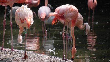 Photo for Pink Flamingos, group of lots birds on shallow water with reflections . Wildlife in forest. A lot of Beautiful brightly red-orange flamingos . - Royalty Free Image