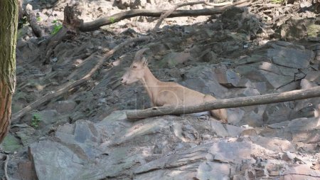 Foto de Una cabra montés relajada descansa en una ladera en medio de montañas rocosas. Un mamífero tranquilo con piel marrón y cuernos en la naturaleza de los Cárpatos en verano. - Imagen libre de derechos