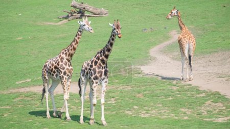 Photo for Family Giraffa giraffa in the wild. Amazing scene on safari with wild animals. North African wildlife concept. - Royalty Free Image
