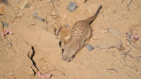 Foto de Una hermosa suricata se entierra en la arena. Un mamífero depredador de la familia de las mangostas, el único representante moderno del género Suricata. - Imagen libre de derechos
