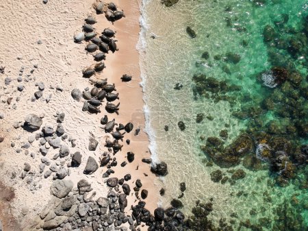 Foto de Tiro aéreo de drones de desembarco de tortugas gigantes en la playa ho okipa en Hawai - Imagen libre de derechos