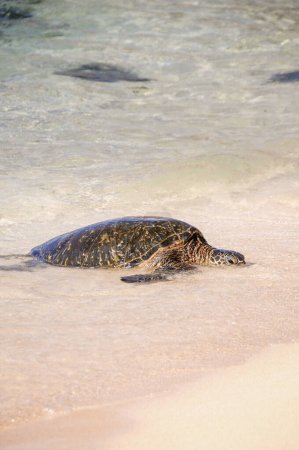 Foto de Tortuga gigante aterrizando y secándose en la playa - Imagen libre de derechos