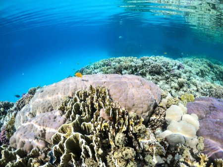 Foto de Snorkel en un arrecife de coral en marsa alam egypt - Imagen libre de derechos