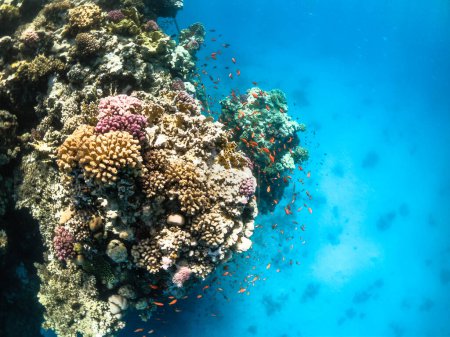 Foto de Snorkel en un arrecife de coral en marsa alam egypt - Imagen libre de derechos