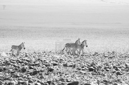 Photo for Mountain zebras running over rocks and stones - Royalty Free Image
