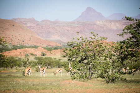 Téléchargez les photos : Troupeau d'antilopes brouteuses - en image libre de droit