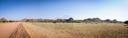 Téléchargez les photos : Désert devient vert au printemps en Namibie - en image libre de droit