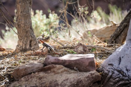 Téléchargez les photos : Lézard agama à tête rouge dans twyfelfontein Namibie - en image libre de droit