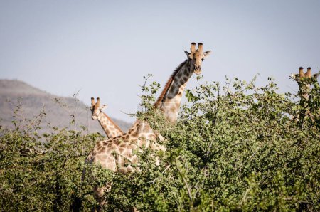 Téléchargez les photos : Manger des girafes dans le parc national d'Etosha - en image libre de droit