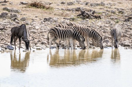 Téléchargez les photos : Zèbres sauvages dans un trou d'eau dans le parc national d'Etosha - en image libre de droit