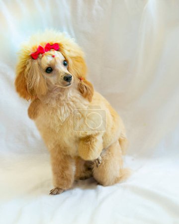 Poodle with cowboy hat and glasses on white background. Pet day. High quality photo