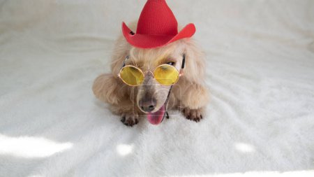 Foto de Poodle con sombrero de vaquero y gafas sobre fondo blanco. Día de mascotas. Foto de alta calidad - Imagen libre de derechos
