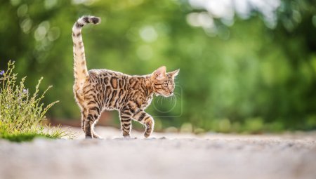 Téléchargez les photos : Bengale chat chasse et jouer en plein air. - en image libre de droit