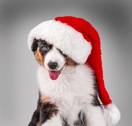Foto de Bernese Mountain Dog cachorro con sombrero de Santa - Imagen libre de derechos