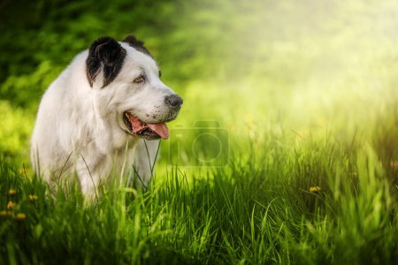 Photo for The Central Asian Shepherd Dog on green grass. Springtime - Royalty Free Image