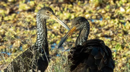 Photo for Couple of Limpkin birds of the water's edge. Durazno, Uruguay, Latin America - Royalty Free Image
