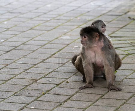Una madre mono capuchina lleva a su bebé sobre su espalda en la calle de Puerto Misahualli, Ecuador.