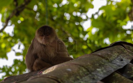 A capuchin monkey observes from the roof. Puerto Misahualli, Ecuador