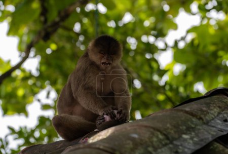 Un singe capucin épluche un oignon sur un toit. Puerto Misahualli, Équateur