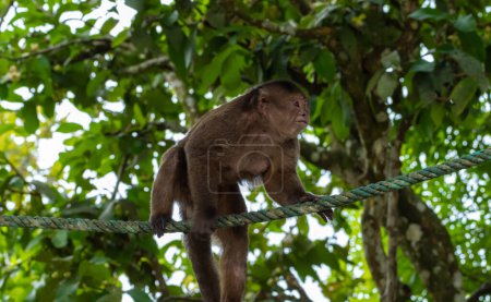 Un singe capucin sur une corde dans la forêt. Puerto Misahualli, Équateur