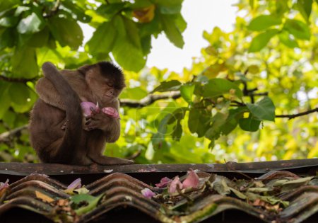Un mono capuchino se lava con una cebolla en un techo. Puerto Misahualli, Ecuador