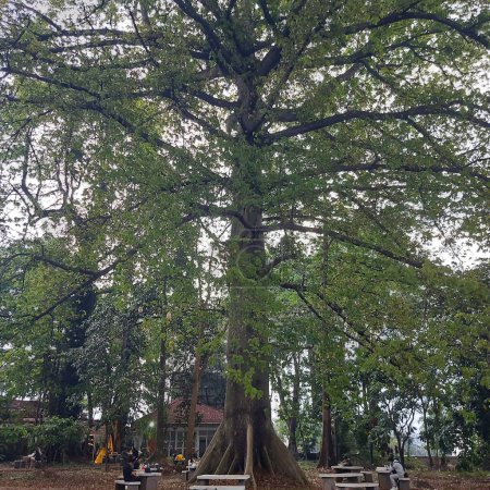 Photo for Super big tree at IPB Bogor, Indonesia - Royalty Free Image