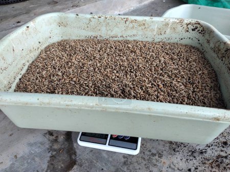 Téléchargez les photos : Pesée de la mouche BSF après récolte - en image libre de droit