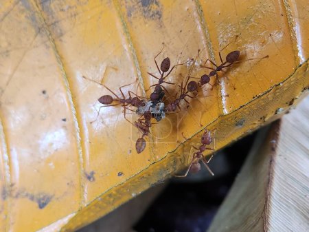 Weaver ants (Oecophylla smaragdina) find food