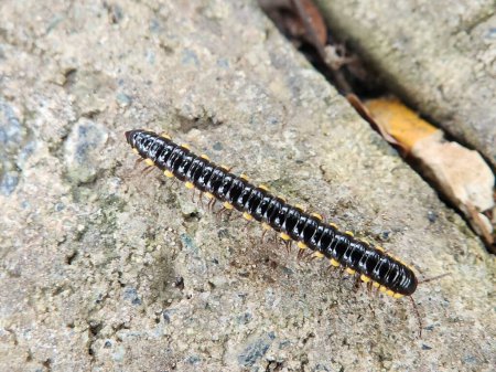 A Millipede (Paraustraliosoma sp.) is walking on rock