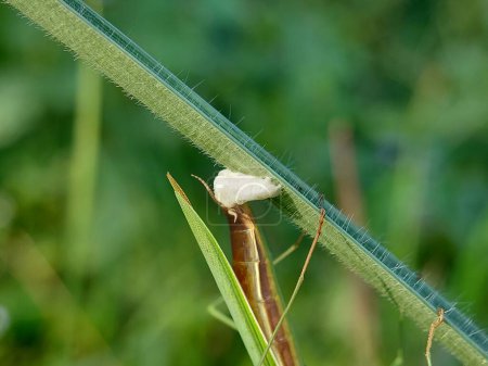 A giant praying mantis is in the process of laying eggs
