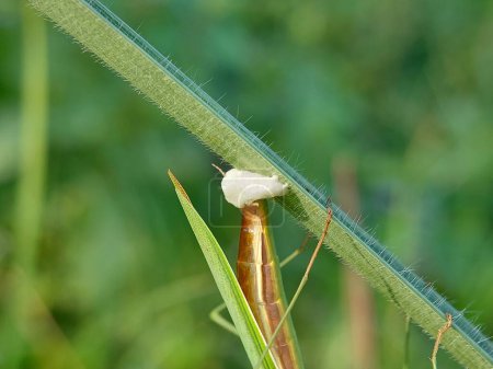 Photo for Praying mantis is in the process of laying eggs - Royalty Free Image