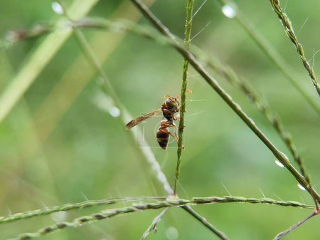 Téléchargez les photos : Frelon oriental (Vespa orientalis) sur plante - en image libre de droit